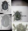 Hypocaccus rugifrons
